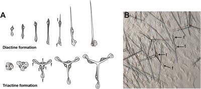 Carbonic Anhydrases: An Ancient Tool in Calcareous Sponge Biomineralization